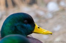 DSC_1674.jpg