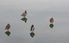 DSC_3476.jpg