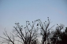 Crows 001.jpg