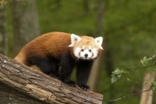 Red Panda.jpg