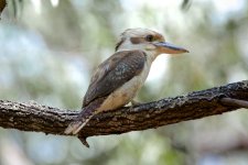 DSC_2466.jpg