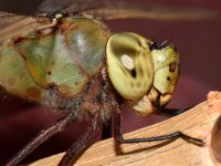 DragonFly7.jpg
