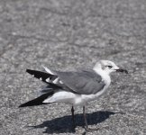 DSC_1767.JPG
