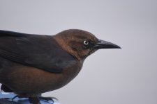 DSC_1809_01.JPG