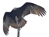 Vulture7.jpg