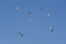 DSC_1842.JPG