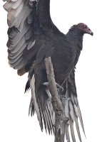 Vulture2.jpg