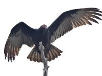 Vulture6.jpg