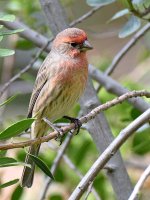 Finch2.jpg