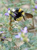 Bee.jpg