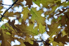 20151014-leaves in colours.jpg