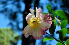 2015-10-18 Camellia Sasanqua - for upload.jpg