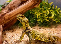 18 October 2015 - Yellow Uromastyx.jpg