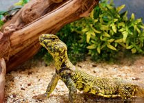 18 October 2015 - Yellow Uromastyx.jpg