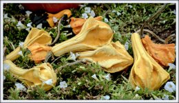 DSC_2730.jpg