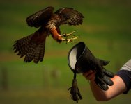 nz bird of prey_jf_open.jpg
