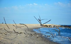 Birds.jpg
