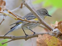 YellowRumpWarbler2.jpg