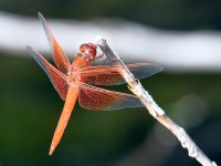 DragonFly.jpg