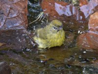 OrangeCrownedWarbler.jpg