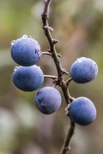 20151018-Drops on berries.jpg