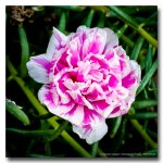 white-pink.jpg