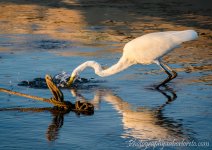 DSC_0626.jpg