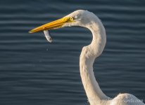 DSC_0717-2.jpg