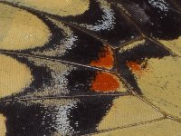 Swallowtail5.jpg