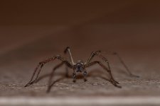 Spider-2.jpg