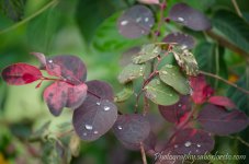 DSC_0188.jpg