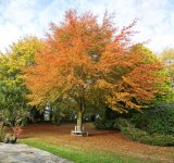 Autumn-Leaves.jpg