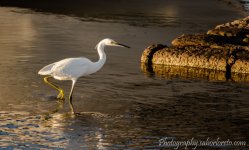 DSC_1076.jpg