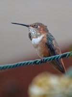 Hummer6.jpg