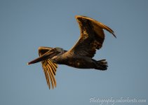 DSC_1019.jpg