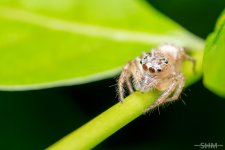 20151024-20151024-SHM_8950-Edit-Edit.jpg