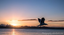 DSC_0919-2.jpg