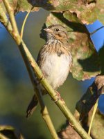 LincolnSparrow.jpg
