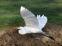 Egret4.jpg