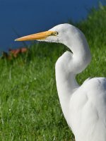Egret3.jpg