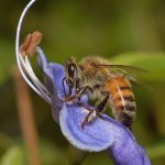 Bee2.jpg