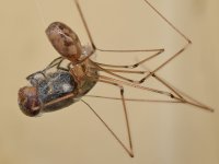 Spider3.jpg