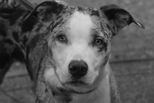 What a sweet dog!.jpg