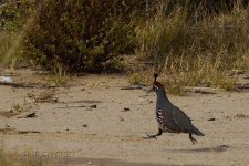 quail-hotfoot-cr.jpg