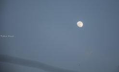 _DSC3851.jpg