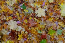 Tapis d'automne.jpg