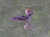 Merganser.jpg