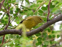 YellowWarbler.jpg