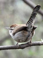 Wren.jpg
