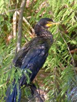 Cormorant.jpg